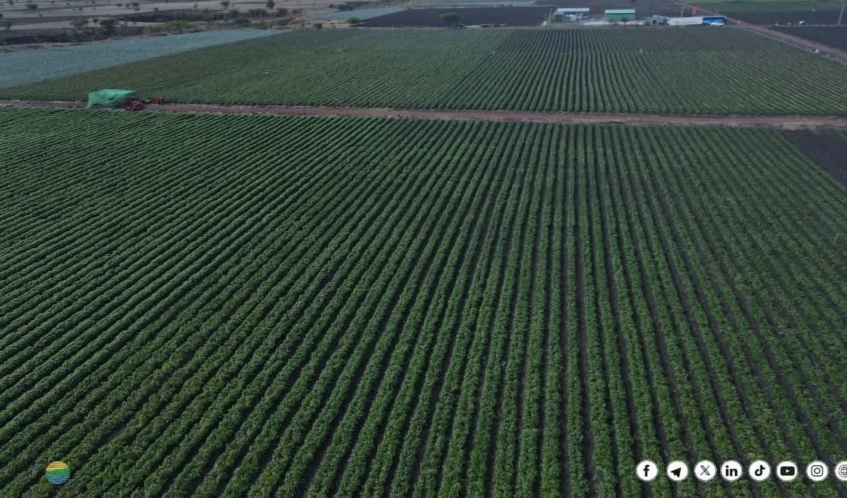 ለወጣቶች የሥራ ዕድል የፈጠረው የግብርና ኢንተርፕራይዝ