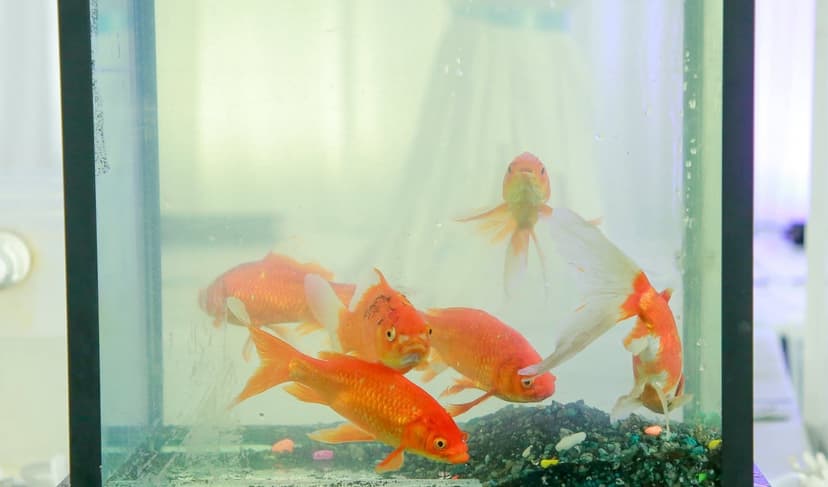 የቤት ውስጥ የዓሣ እርባታ ቴክኖሎጂ ምርትና ምርታማነቱን ያሳድጋል