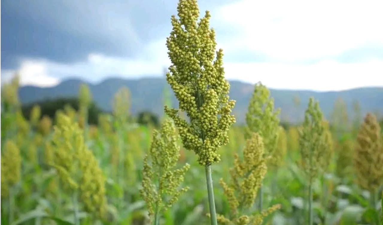 ማሽላ -ሌላው ታላሚ ሰብል