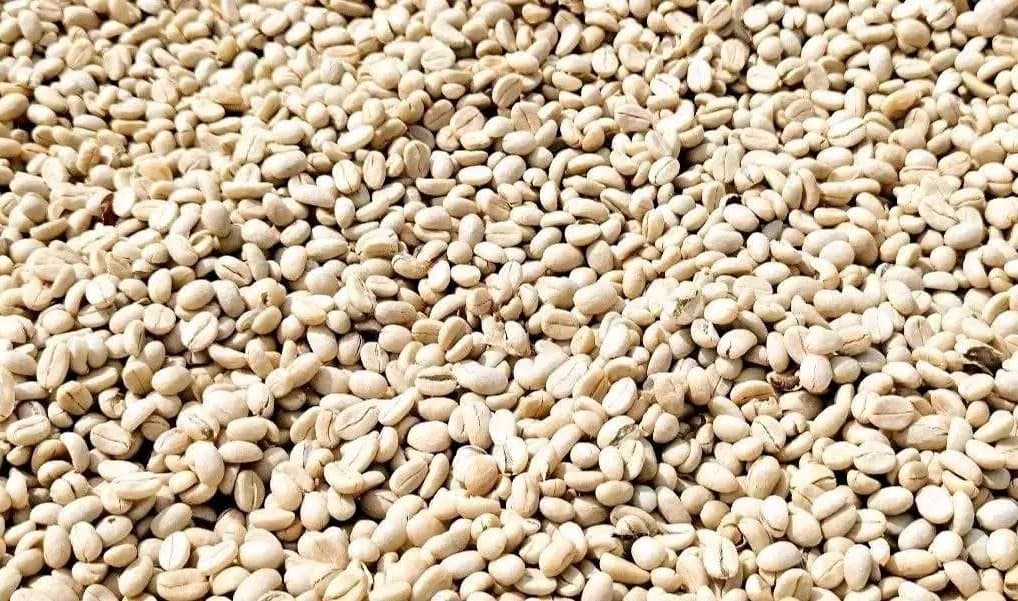 ቡና በፍጥነትና በብዛት ለማዕከላዊ ገበያ መቅረብ አለበት-ሚኒስቴሩ