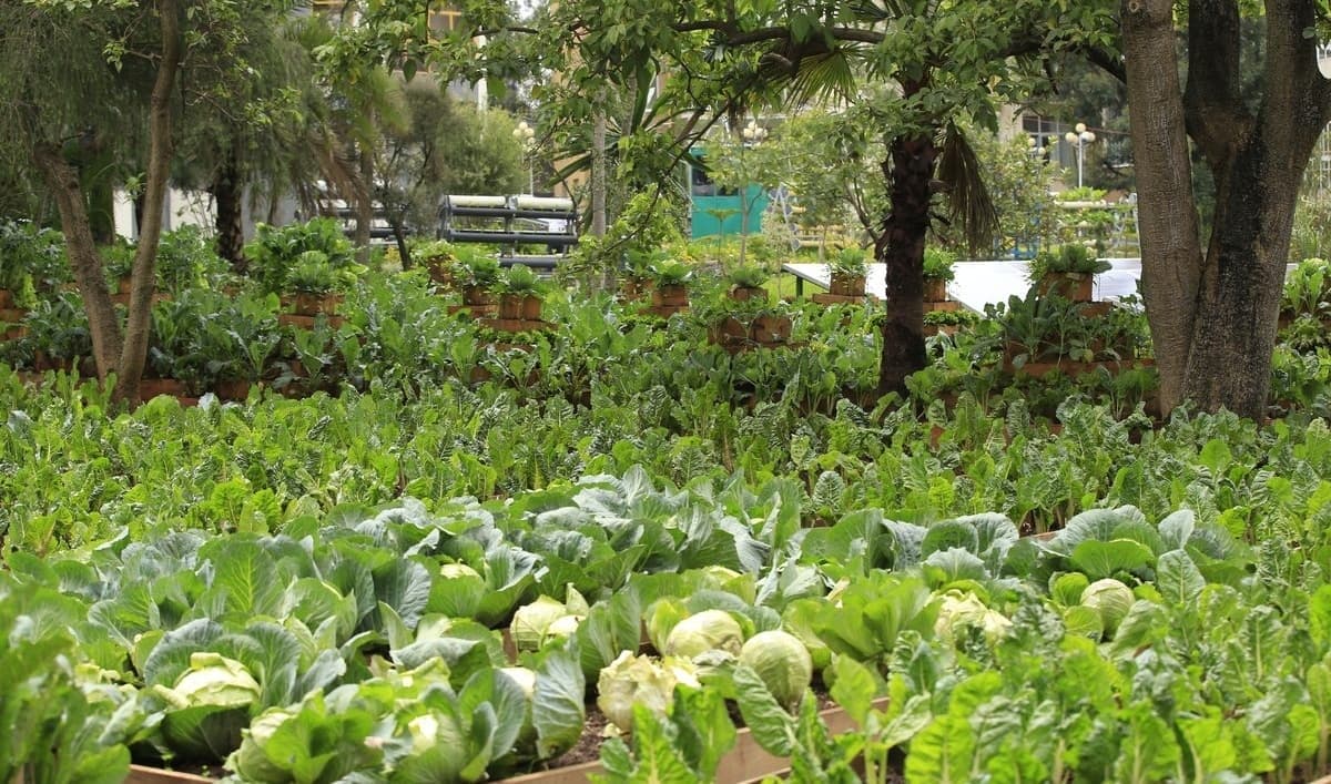 በሰው ሰራሽ አስተውሎት የታገዘ የከተሞች የግብርና ልማት ይፋ ተደረገ