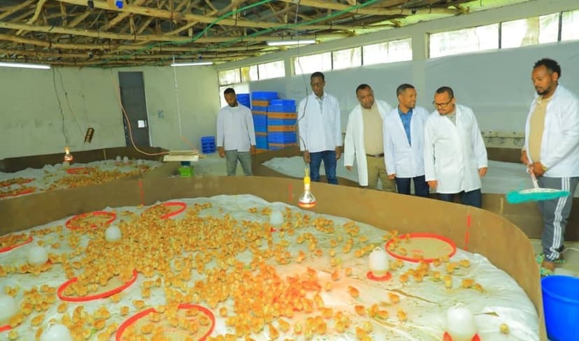 ኢንተርፕራይዙ ለመጀመሪያ ጊዜ የአንድ ቀን ዶሮ ጫጬቶችን አሰራጨ